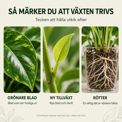 NutriPlant Växtnäring för krukväxter